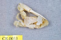 藏品(乳白南方招潮蟹)的圖片